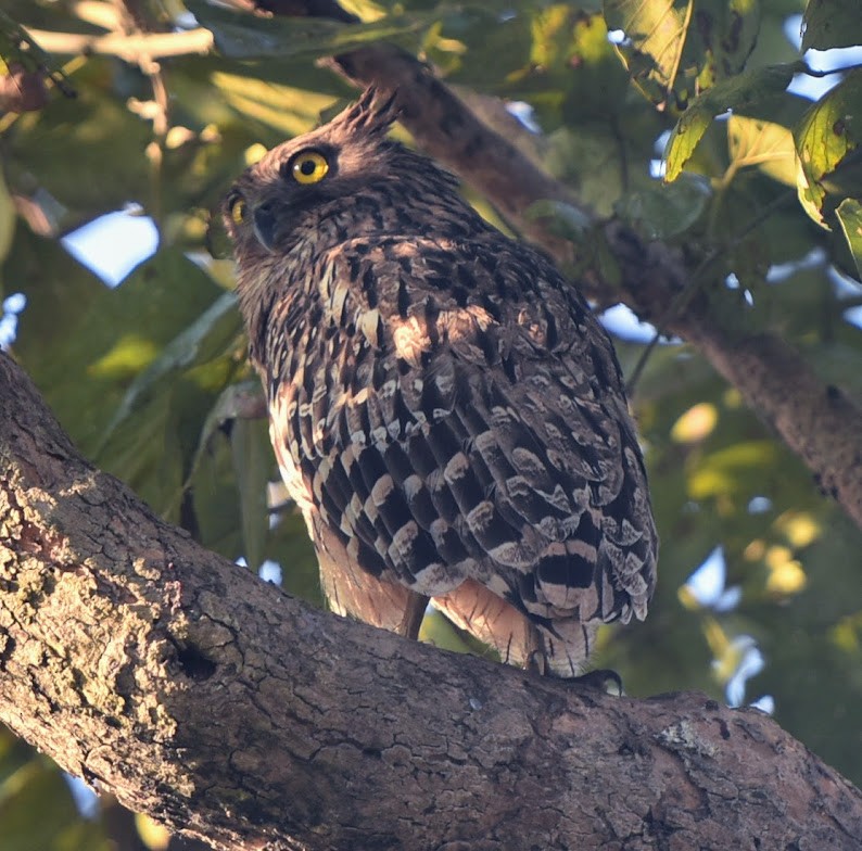 Brown Fish-Owl - ML645638802