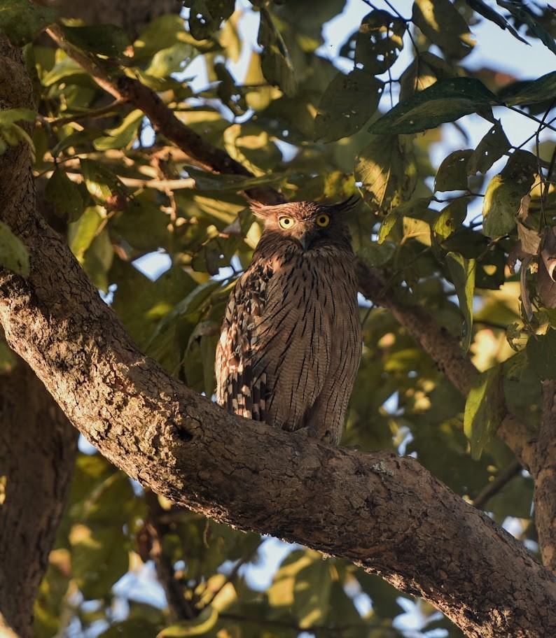 Grand-duc brun - ML645638803