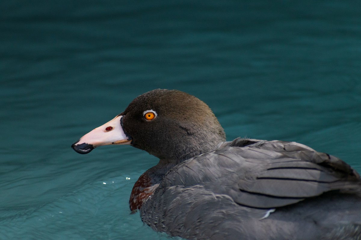 Blue Duck - ML645638817