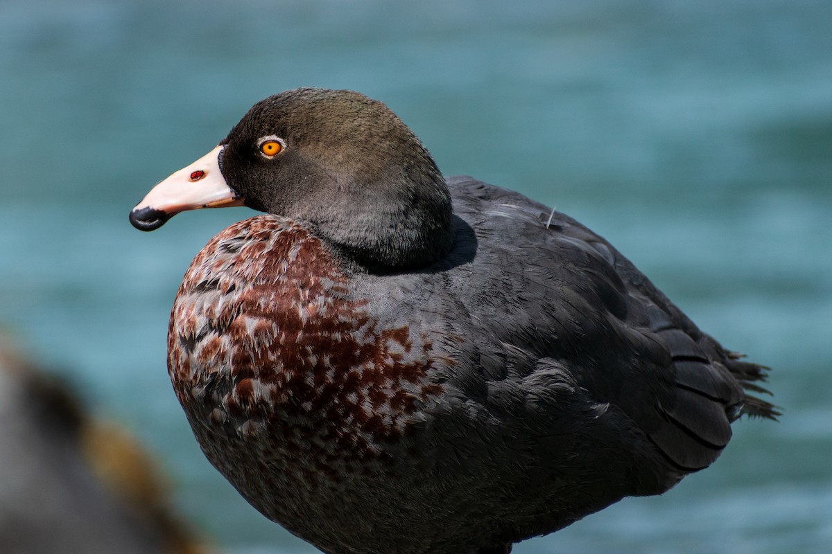 Blue Duck - ML645638823