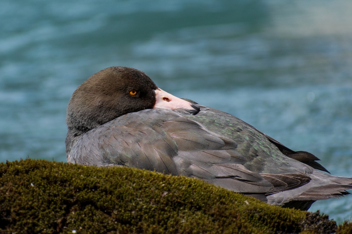 Blue Duck - ML645638824