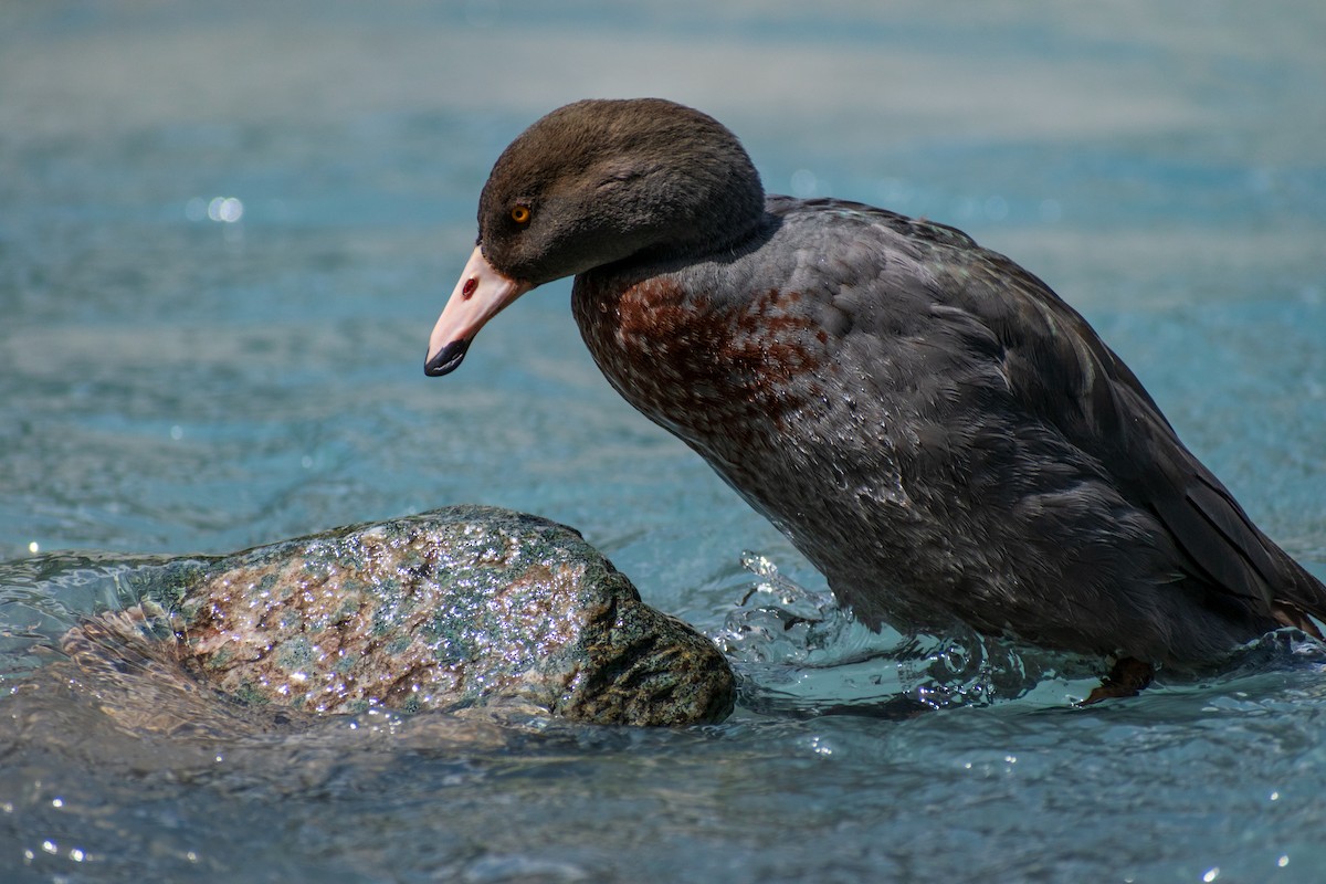 Blue Duck - ML645638825