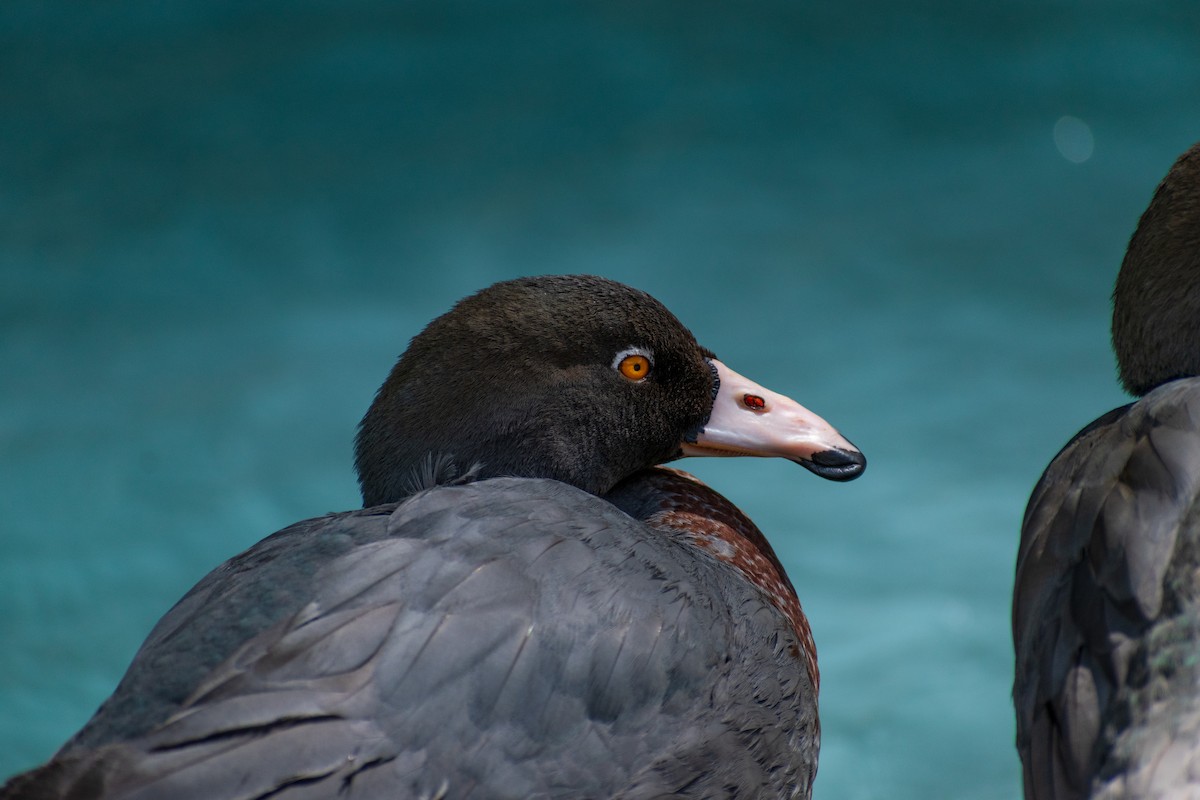 Blue Duck - ML645638826