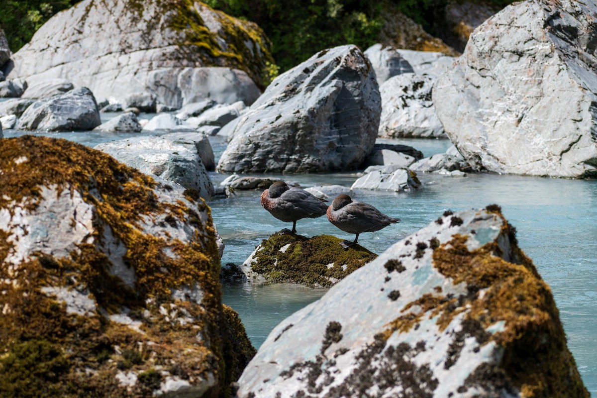 Blue Duck - ML645638827