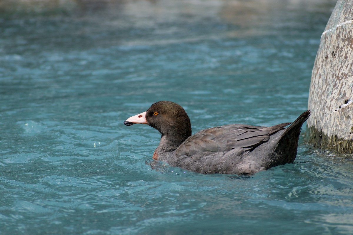 Blue Duck - ML645638828