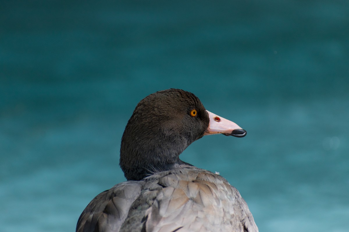 Blue Duck - ML645638829