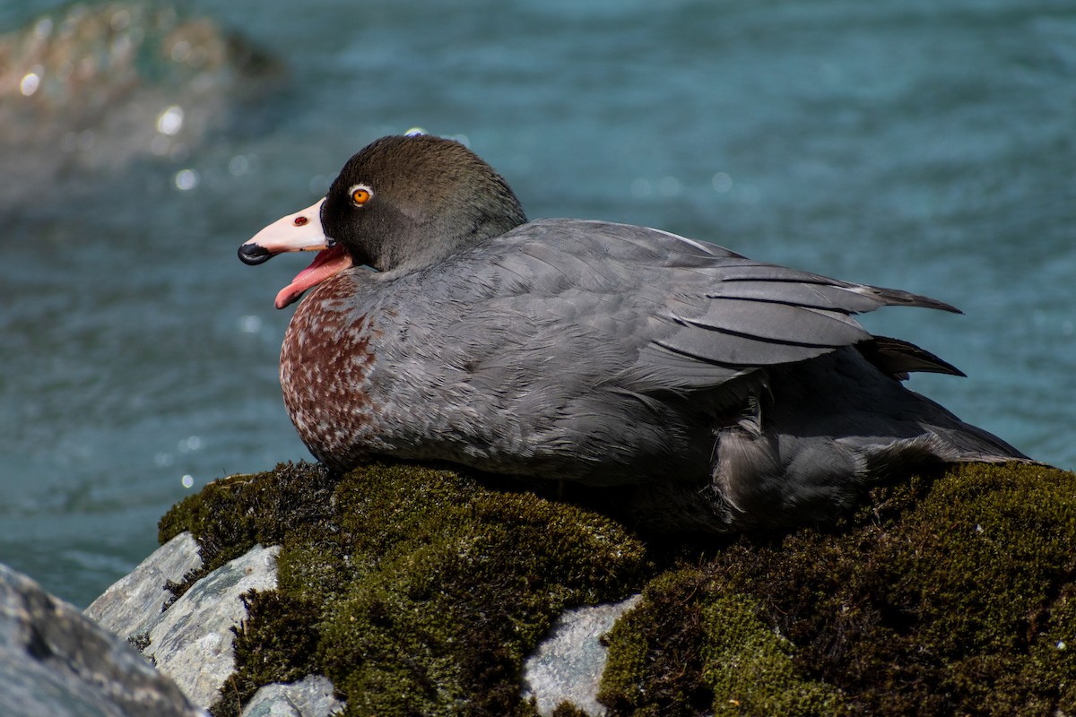 Blue Duck - ML645638830