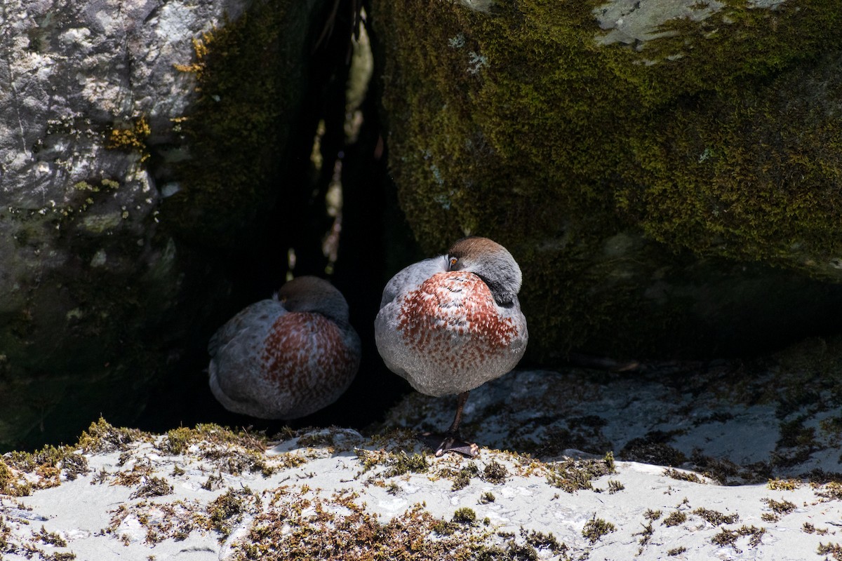 Blue Duck - ML645638831