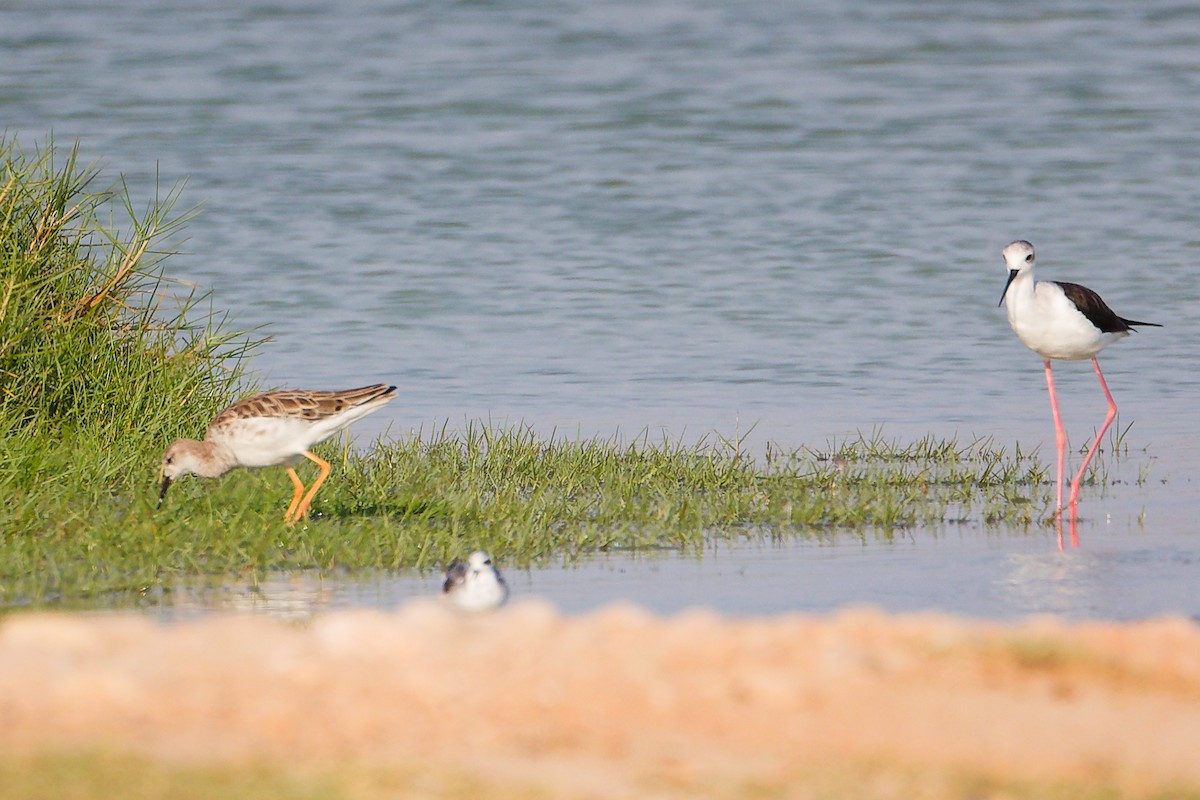 תמירון - ML645638832