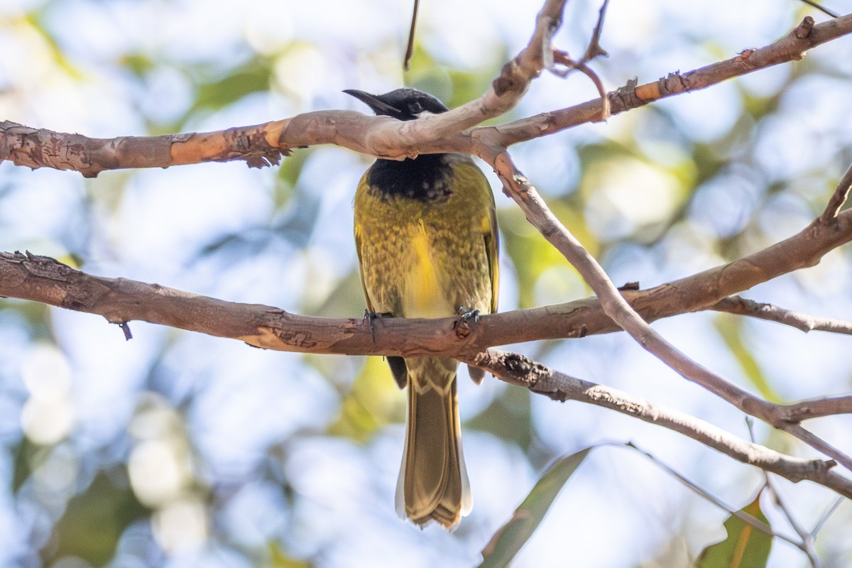 White-eared Honeyeater - ML645638833