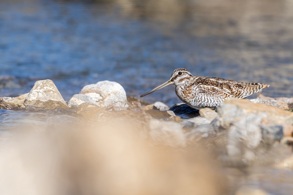 Solitary Snipe - ML645638834