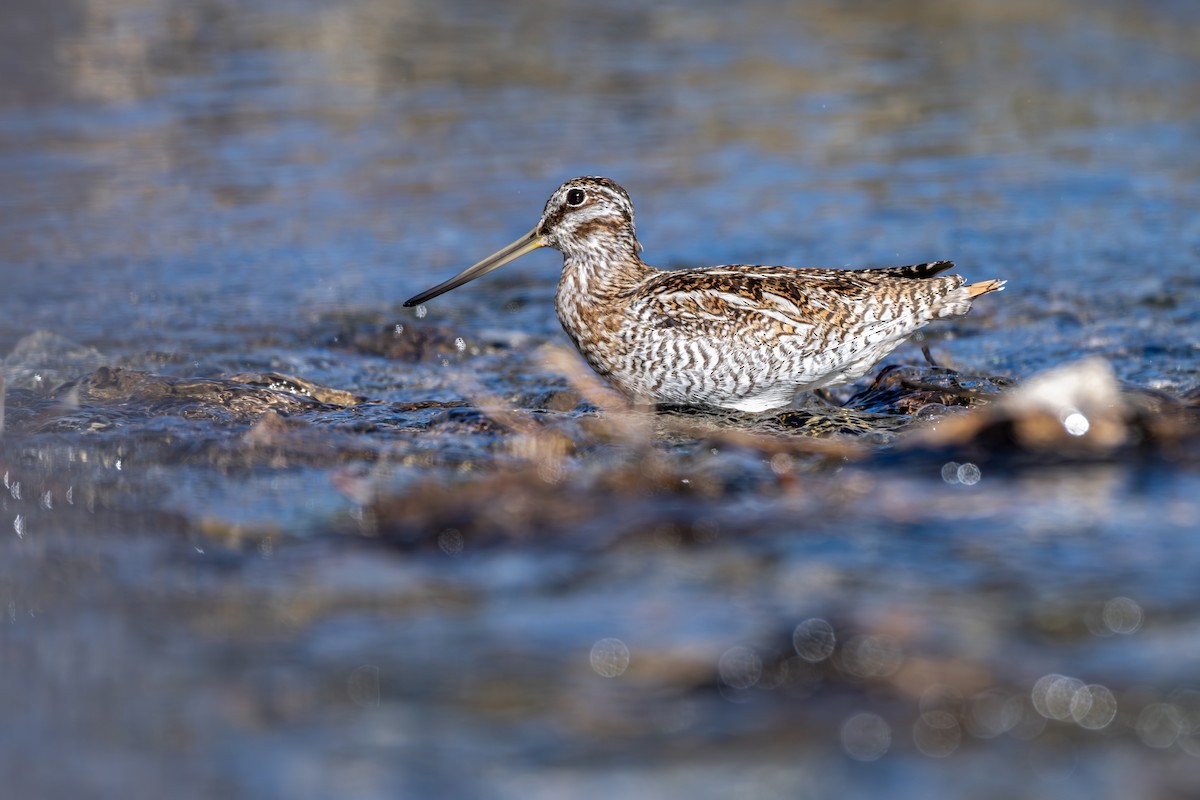 Solitary Snipe - ML645638835