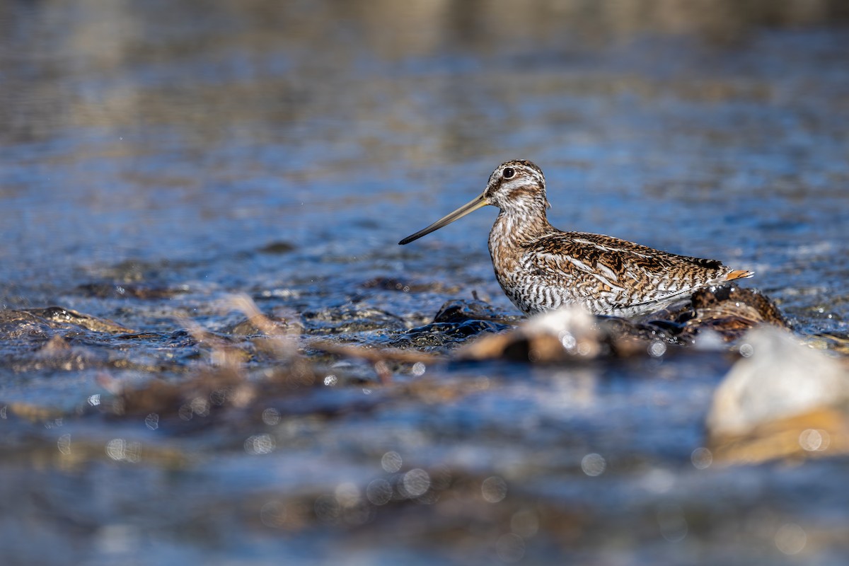 Solitary Snipe - ML645638836
