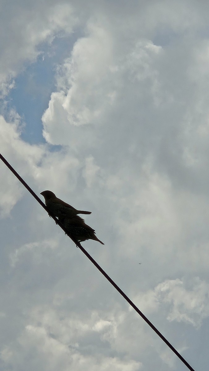 מוניה מפוספסת-חזה - ML645638837