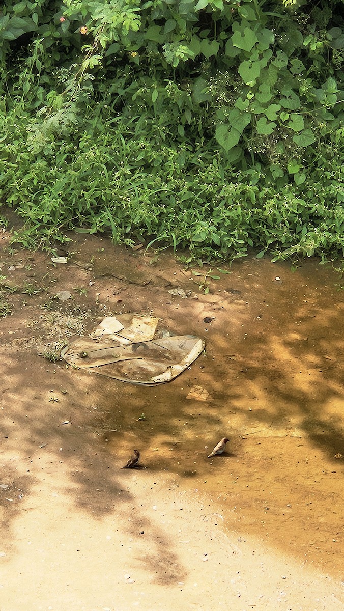 מוניה מפוספסת-חזה - ML645638838