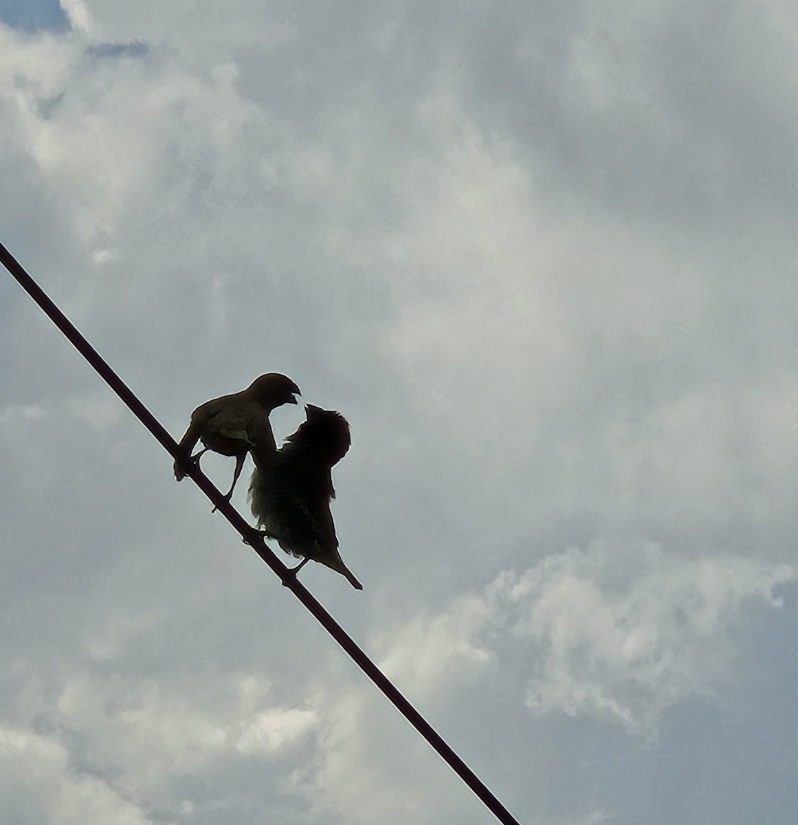 מוניה מפוספסת-חזה - ML645638839