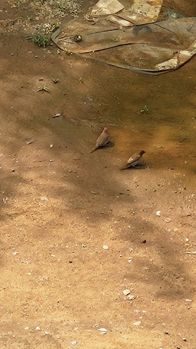 מוניה מפוספסת-חזה - ML645638840
