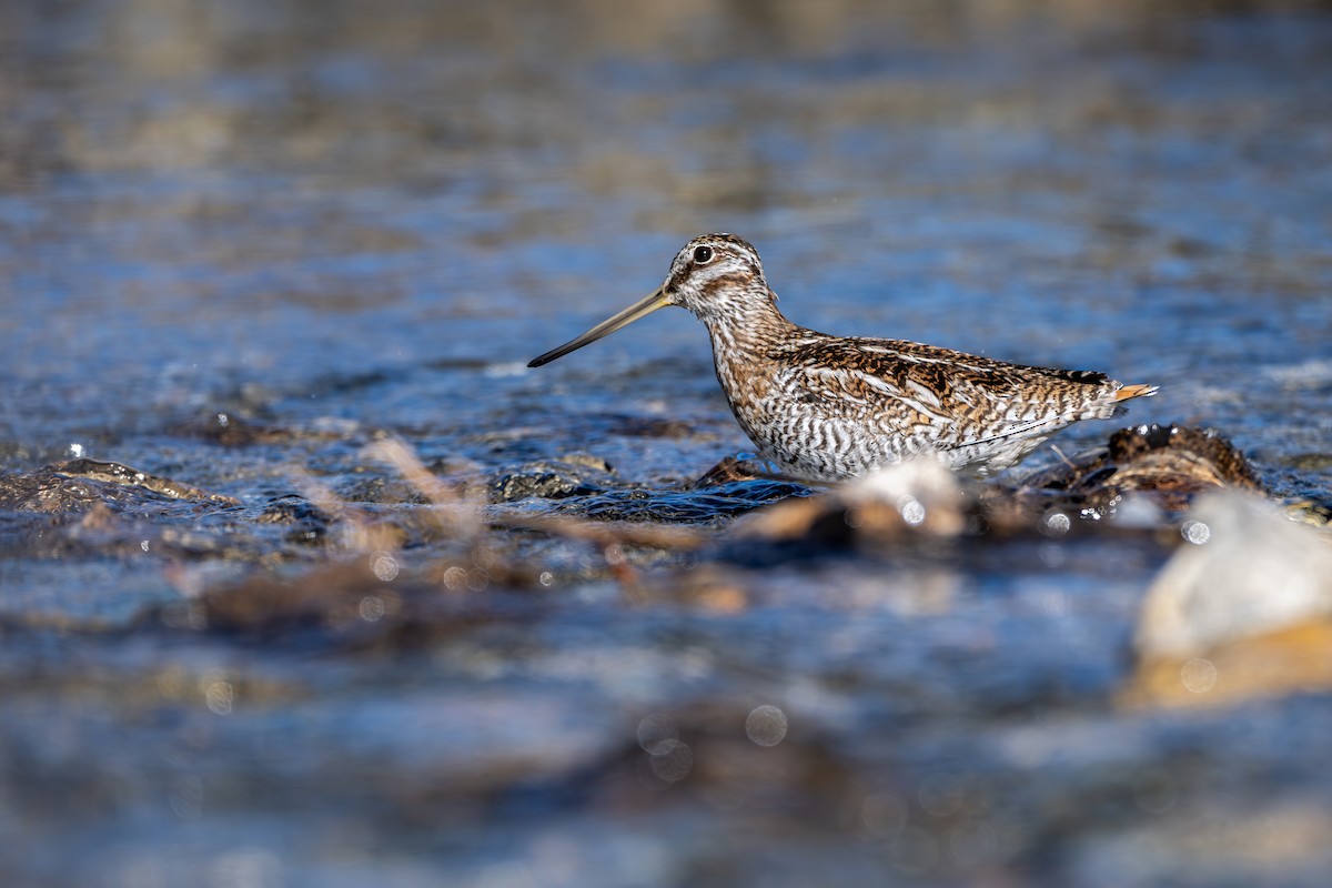 Solitary Snipe - ML645638841