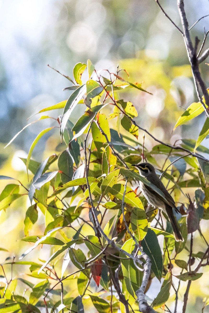 Yellow-faced Honeyeater - ML645638844