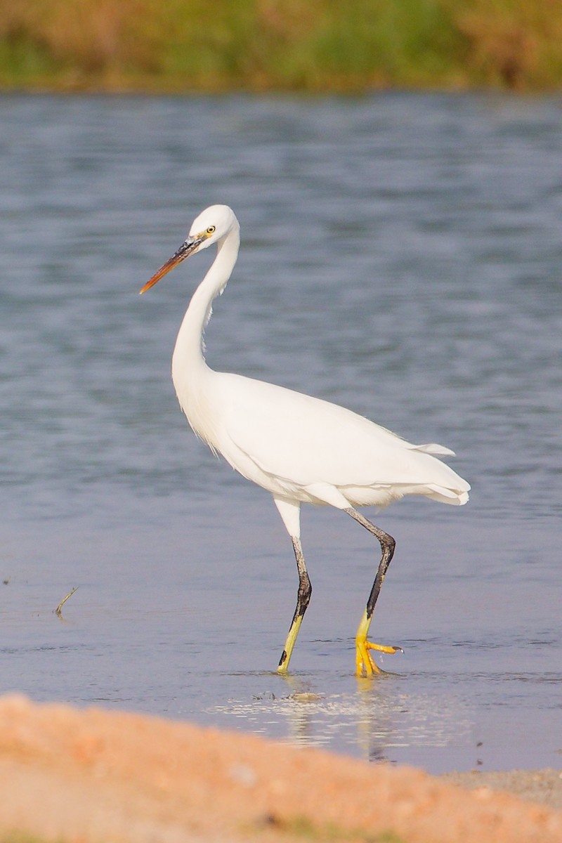 לבנית ים-סוף - ML645638845