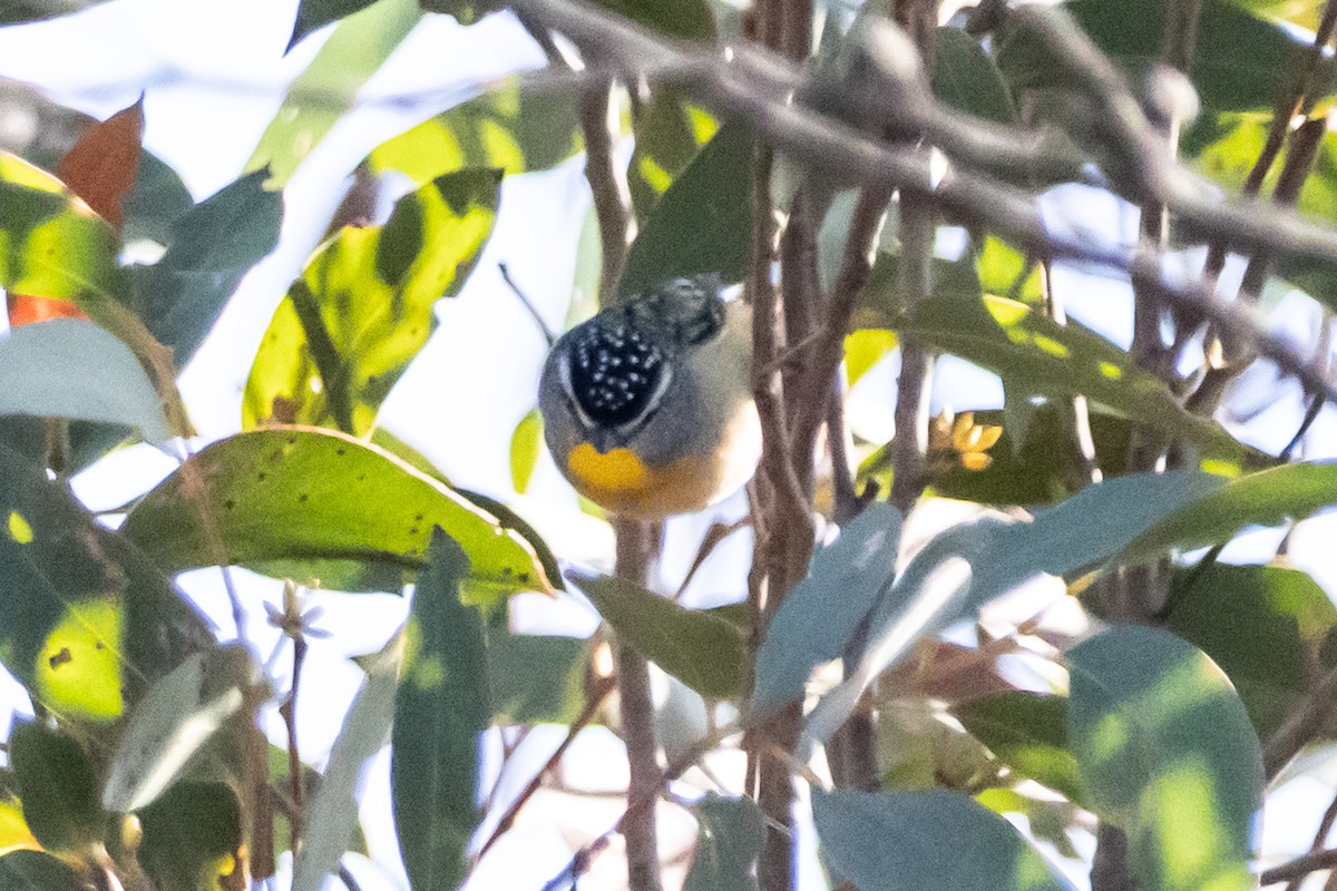 Spotted Pardalote - ML645638846