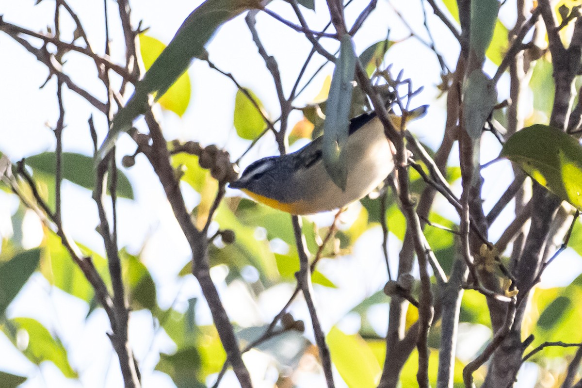 Spotted Pardalote - ML645638847