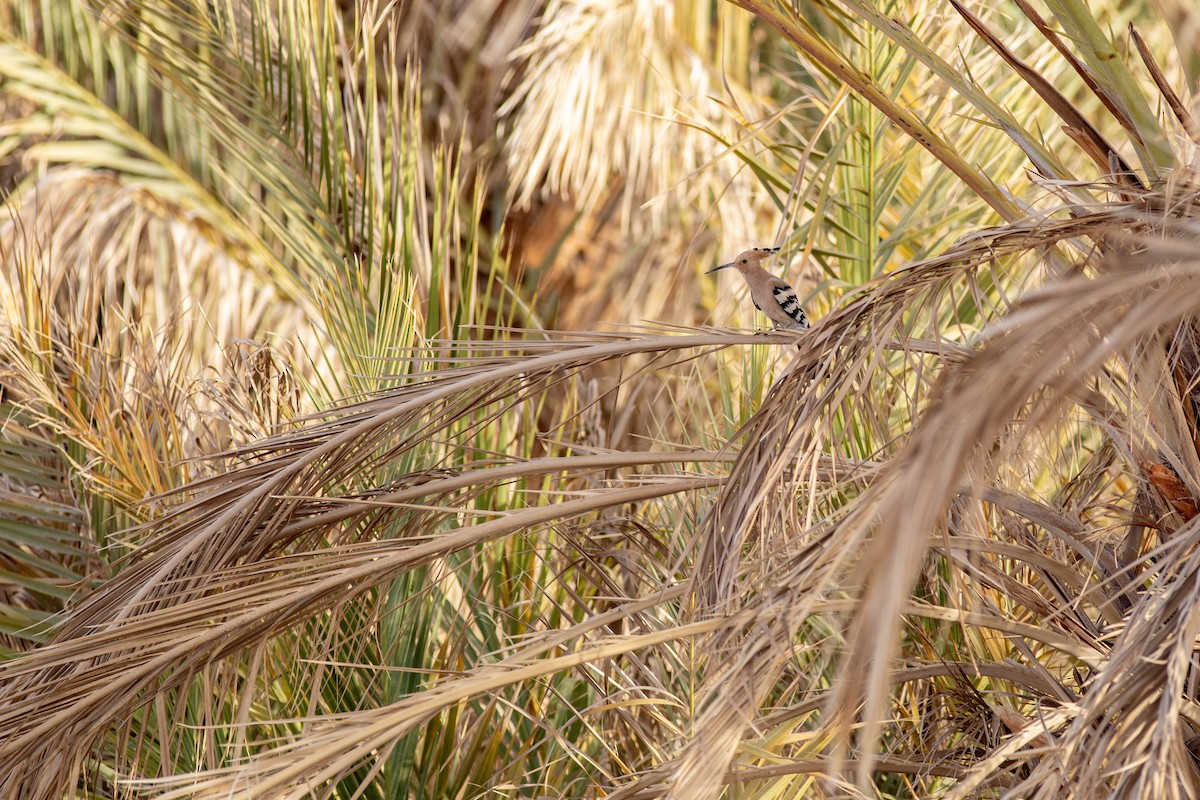 דוכיפת - ML645638848