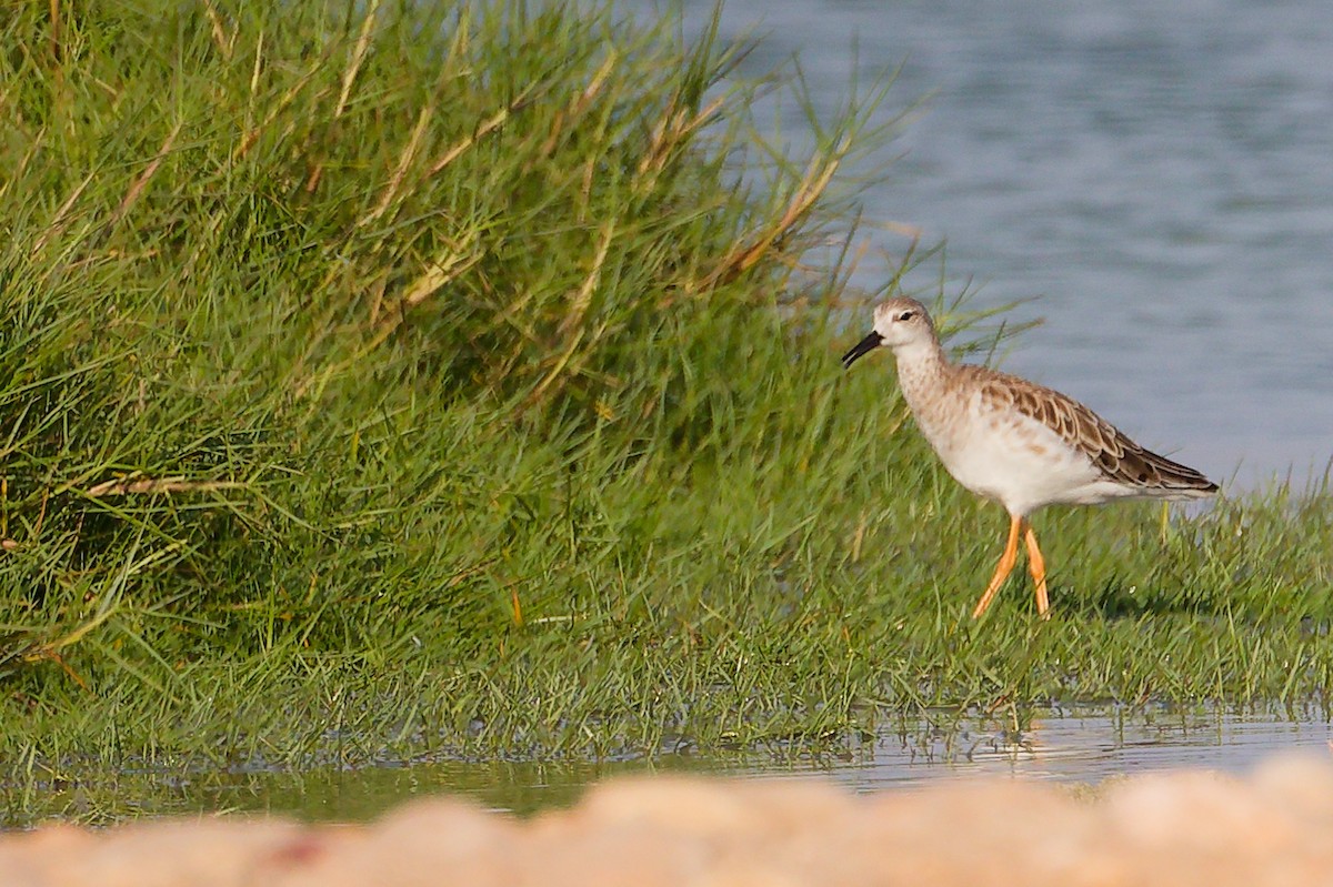לוחם - ML645638849