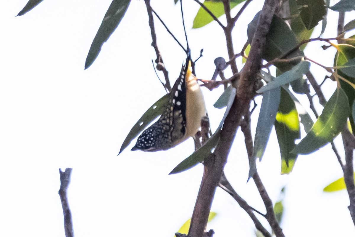 Spotted Pardalote - ML645638850