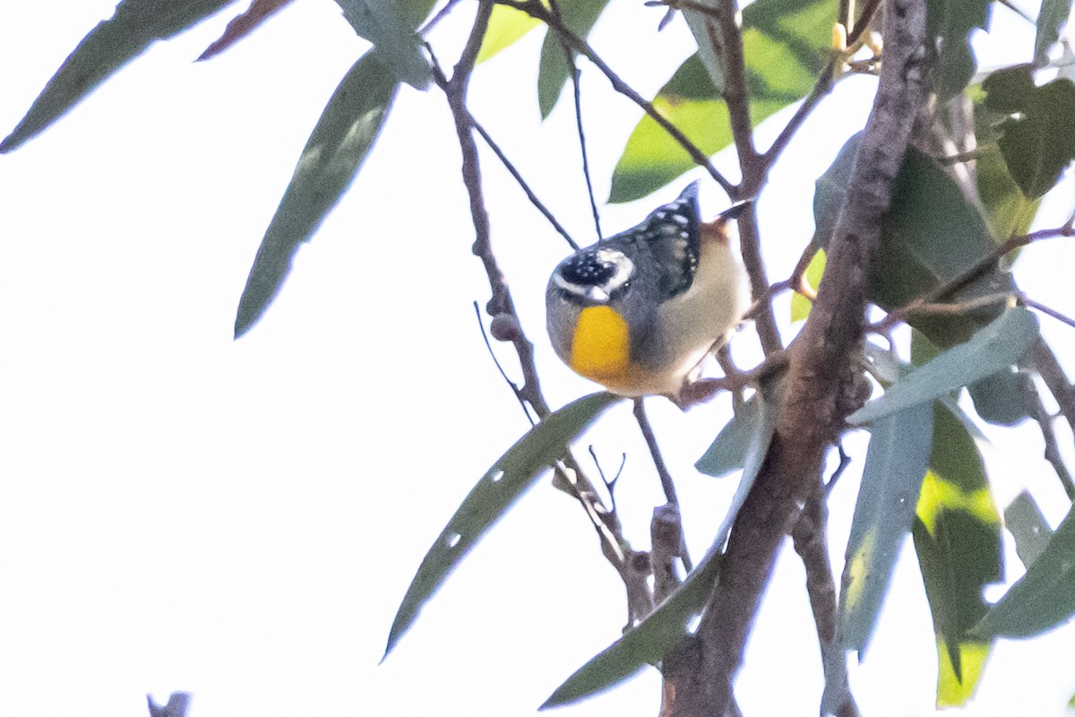Spotted Pardalote - ML645638851