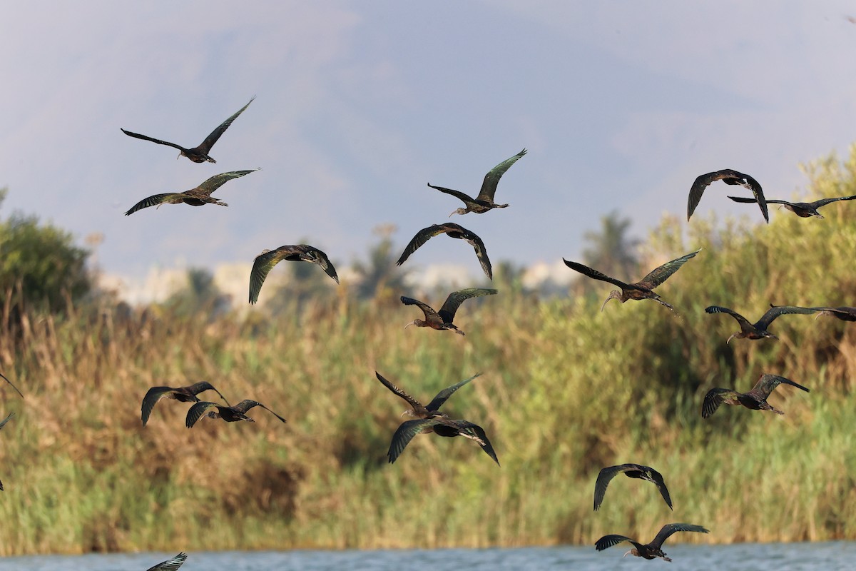 מגלן חום - ML645638852