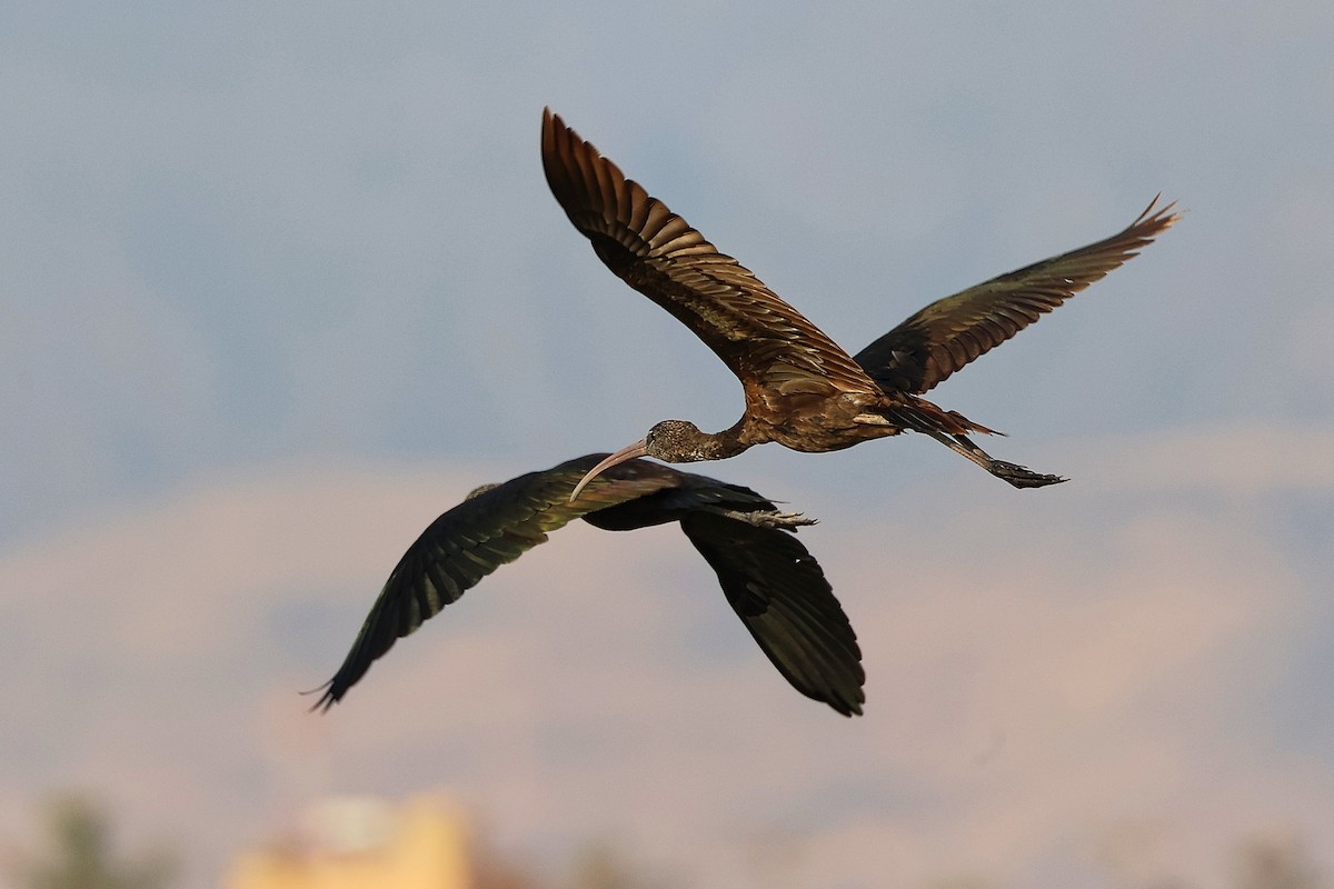 מגלן חום - ML645638855