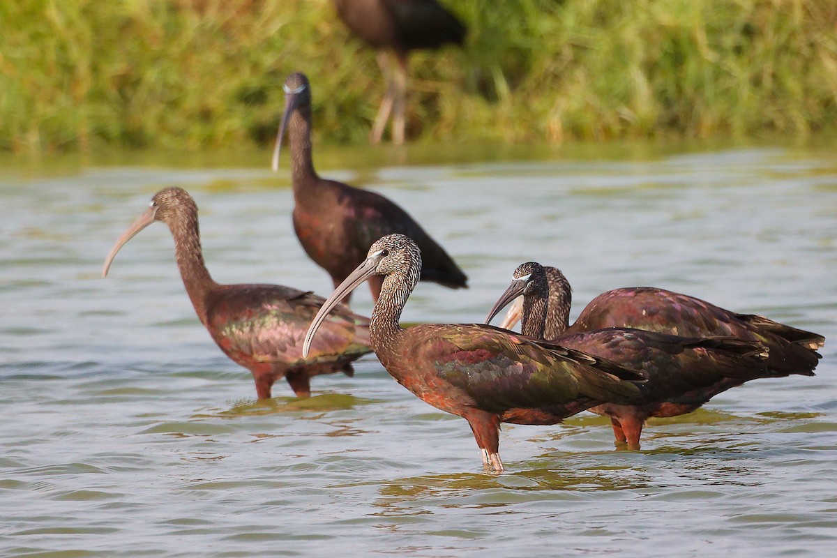 מגלן חום - ML645638856