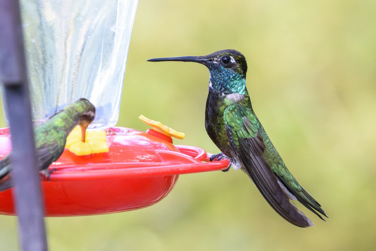 Rivoli Kolibrisi - ML645638873