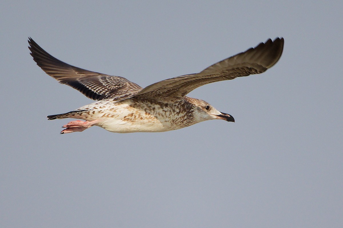 Kaio iluna - ML645638880