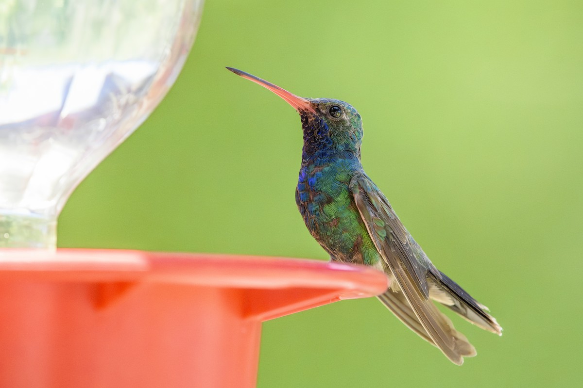 Geniş Gagalı Kolibri - ML645638881