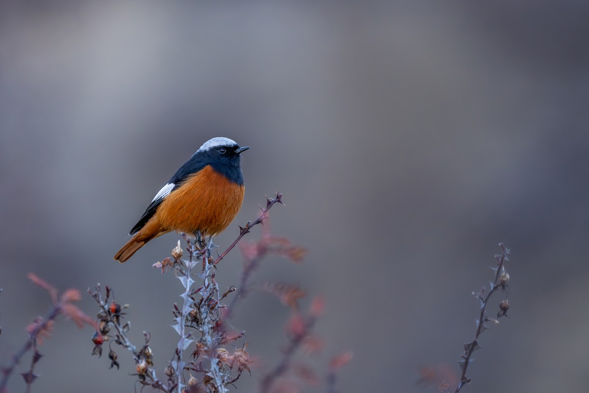 White-winged Redstart - ML645638884