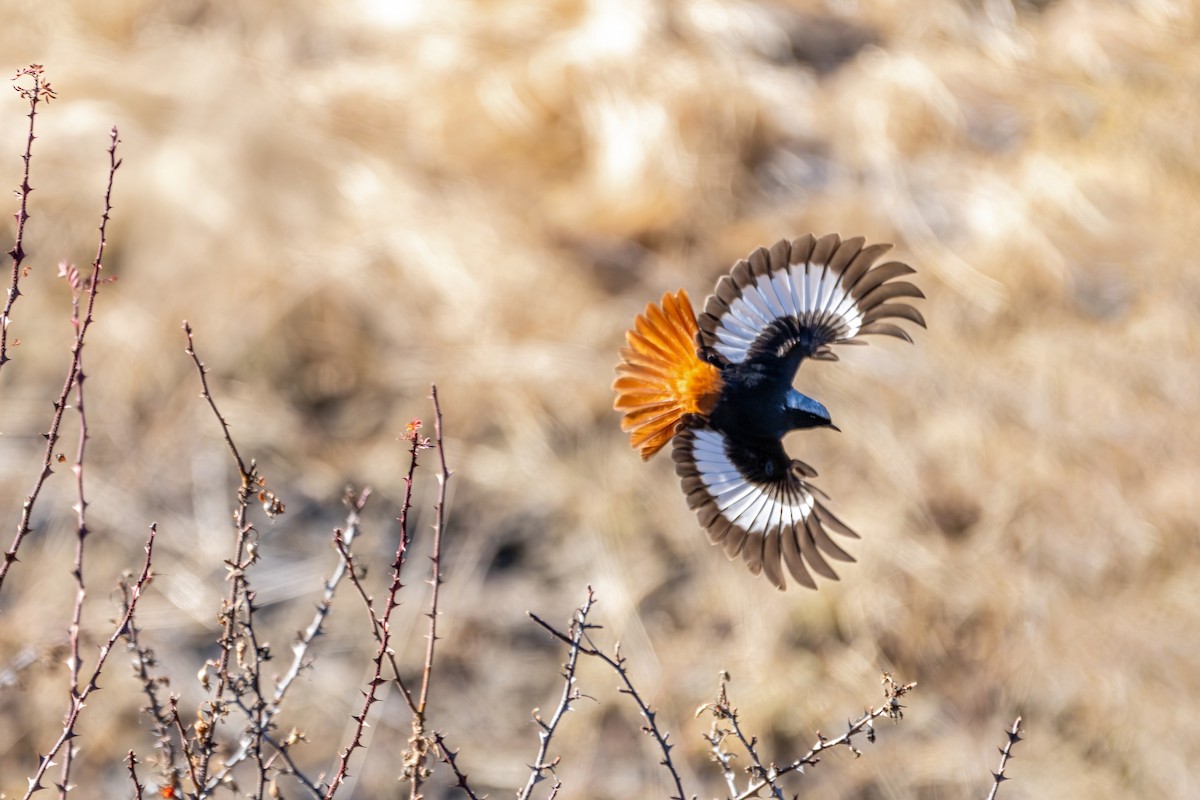 White-winged Redstart - ML645638885