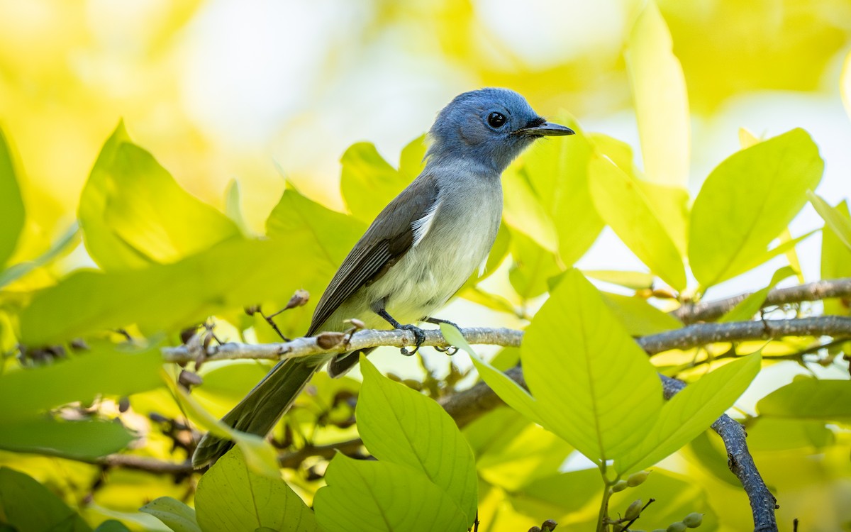 lejskovec azurový - ML645638886