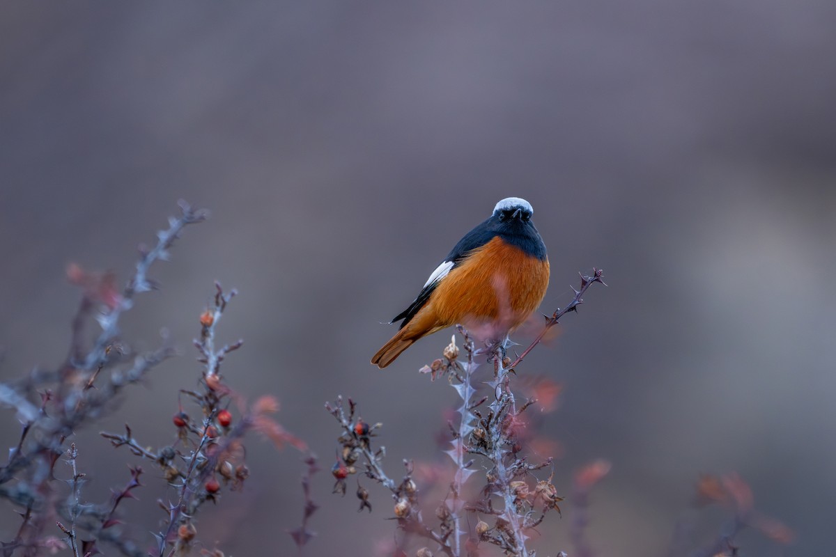 White-winged Redstart - ML645638887