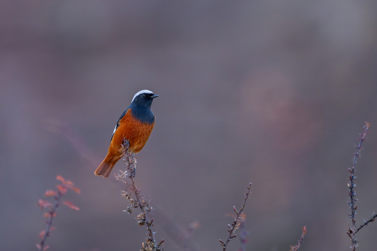 White-winged Redstart - ML645638888