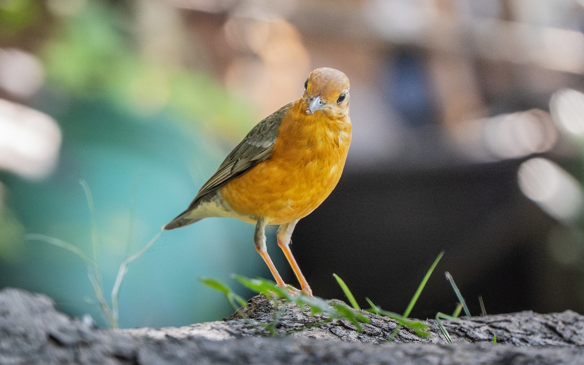 drozd oranžovohlavý - ML645638893