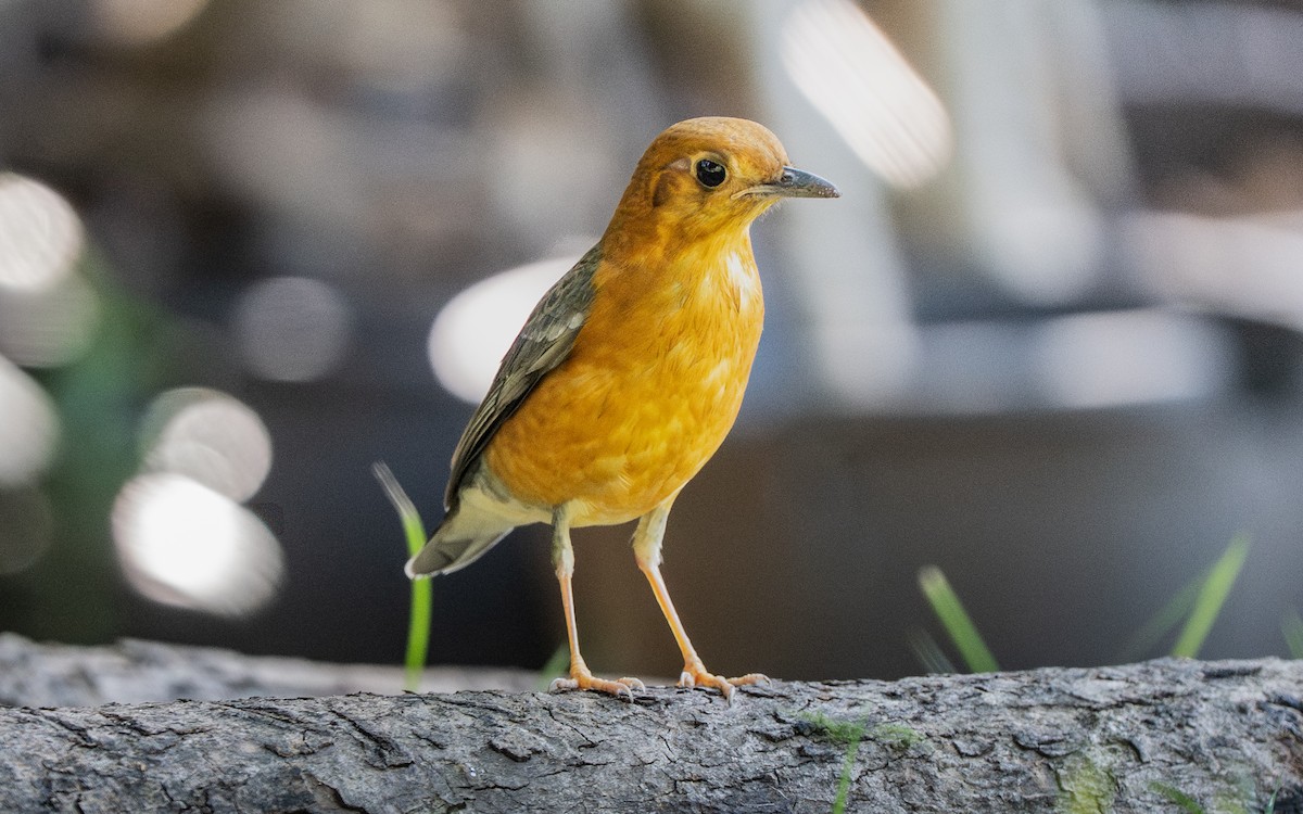 drozd oranžovohlavý - ML645638894