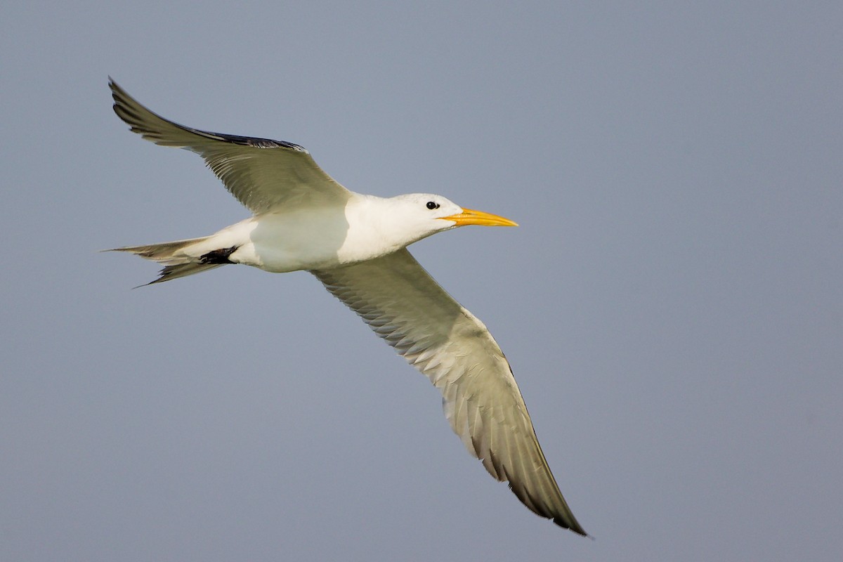 Great Crested Tern - ML645638895