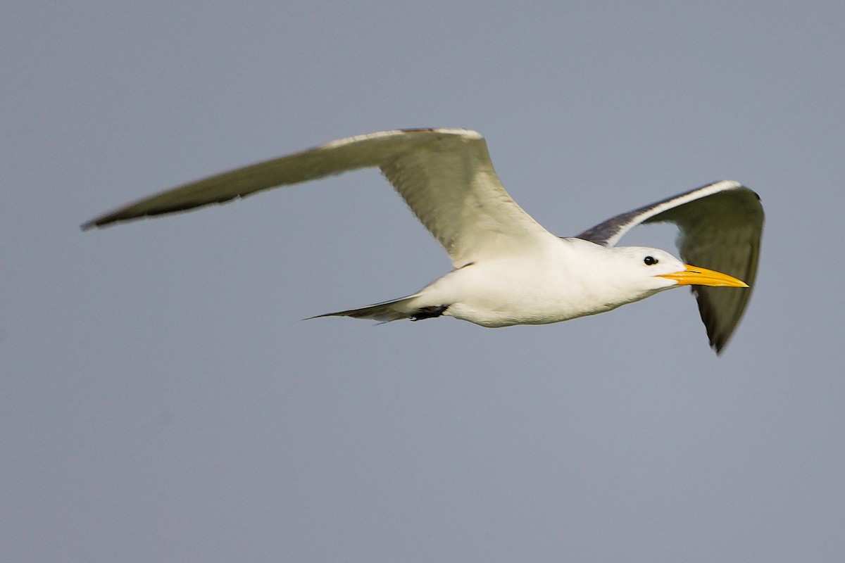Great Crested Tern - ML645638896
