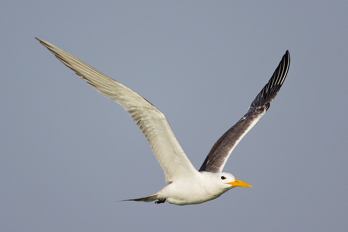 Great Crested Tern - ML645638897