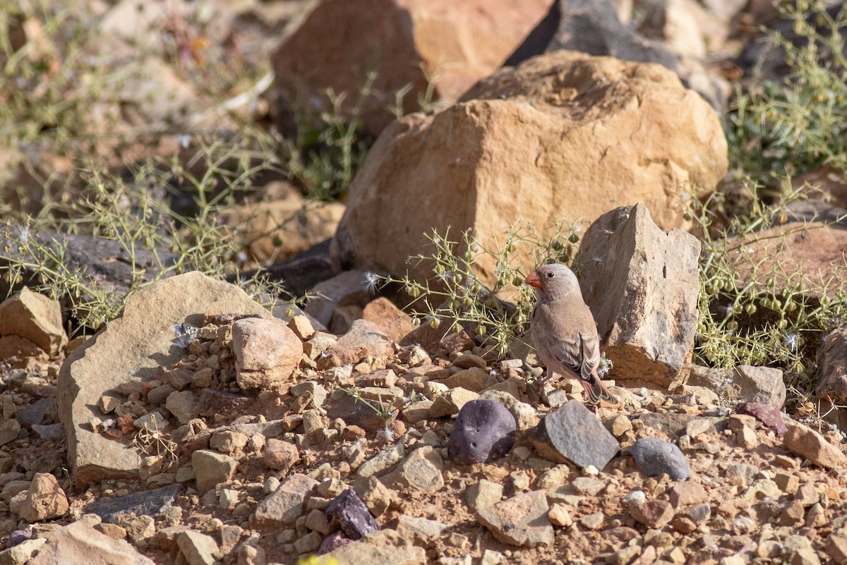 Trumpeter Finch - ML645638898