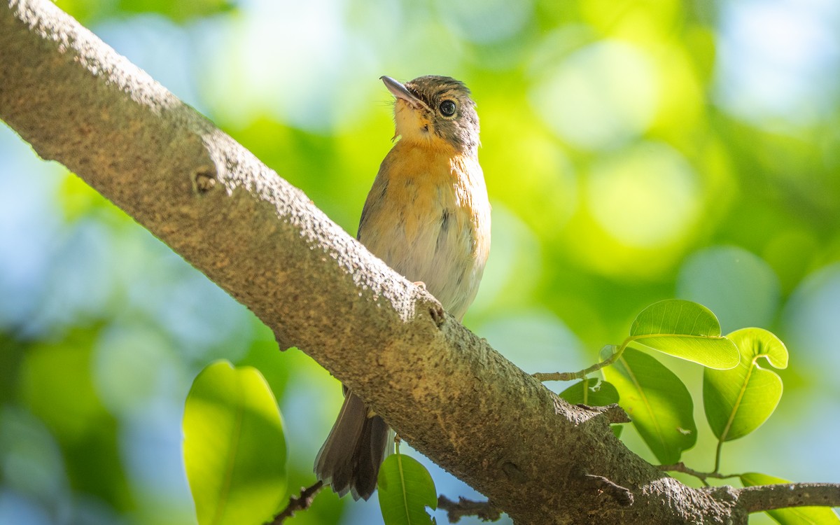 Hainan Blue/Blue-throated/Chinese Blue Flycatcher - ML645638900