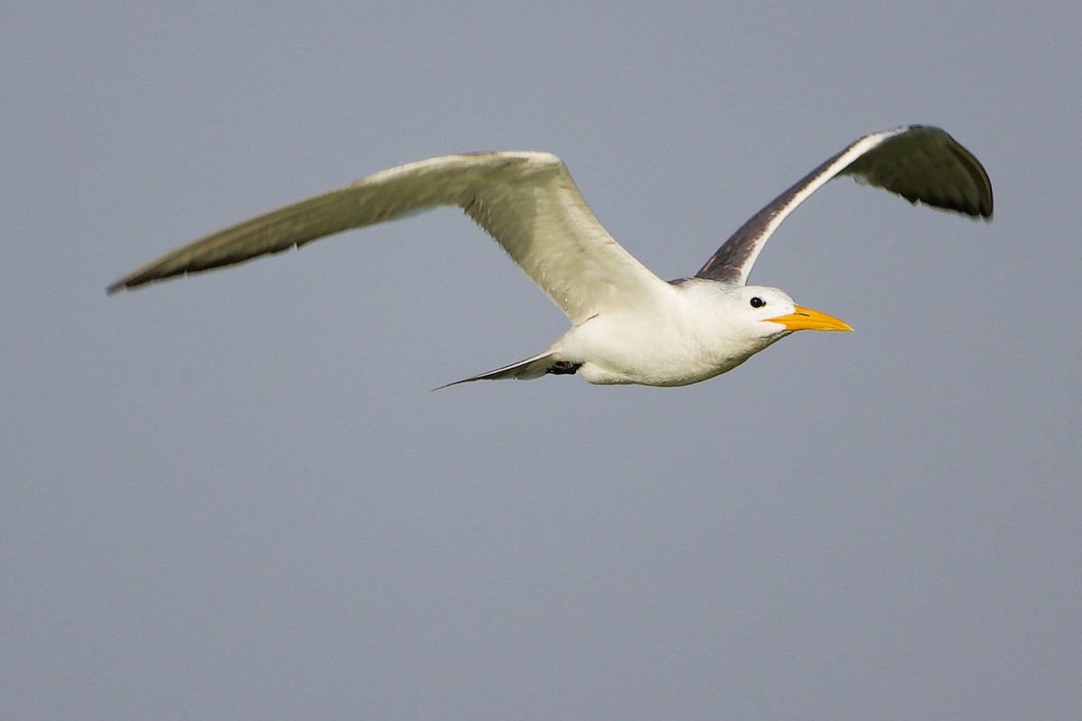 Great Crested Tern - ML645638901