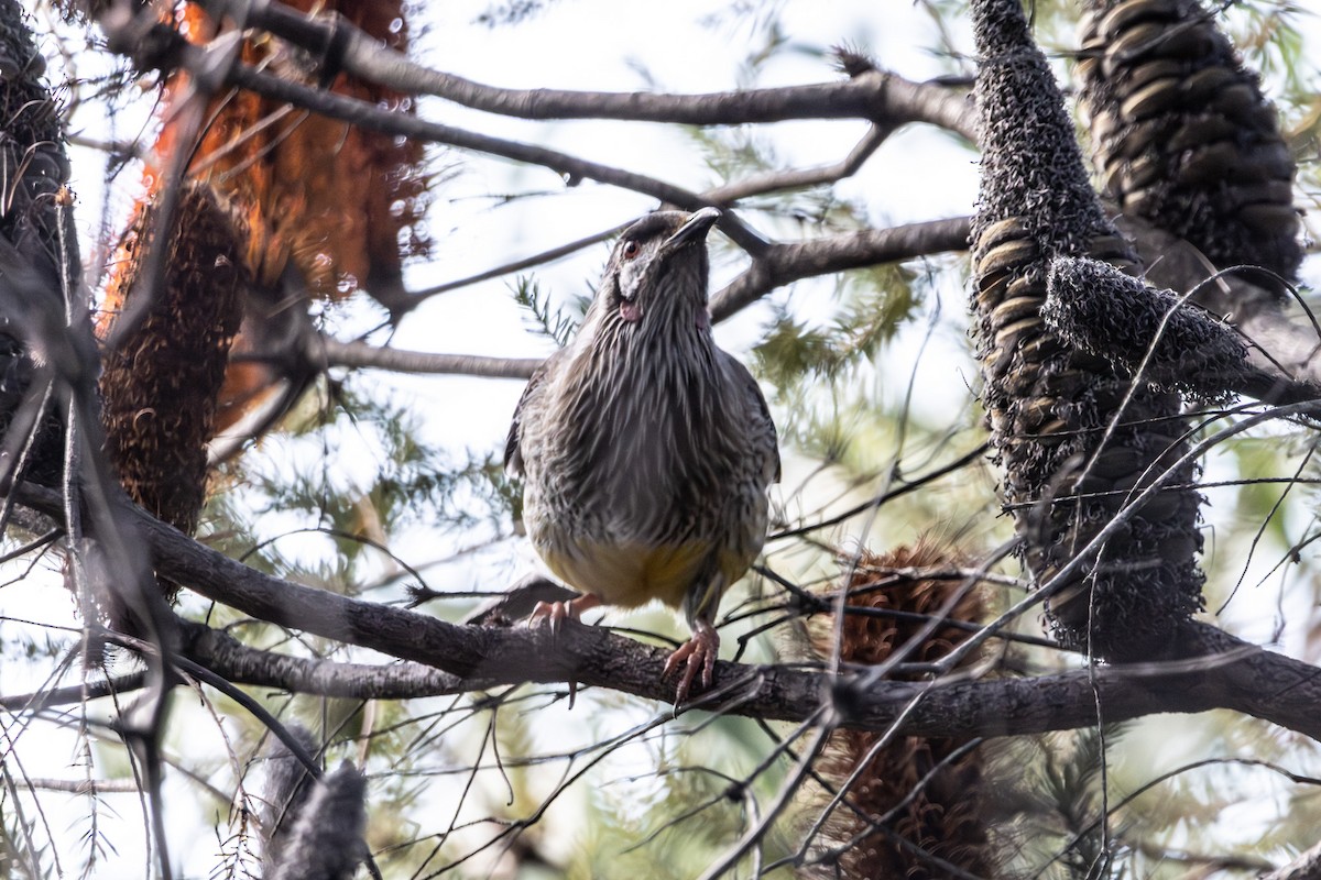 Red Wattlebird - ML645638902